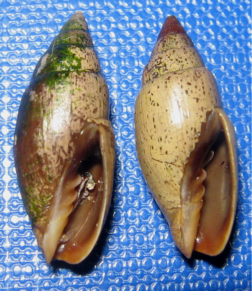 mitra cornicula